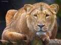 Lion 161108